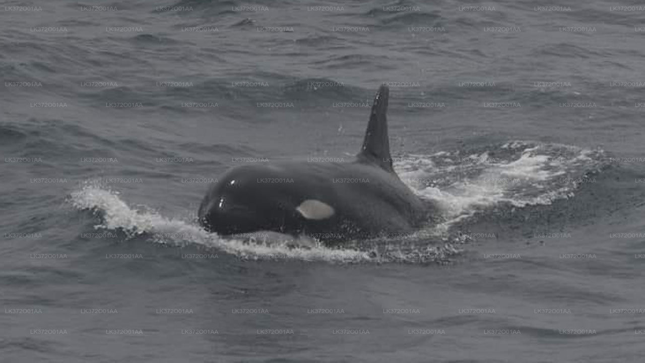 Avvistamento di balene da Beruwala in barca condivisa