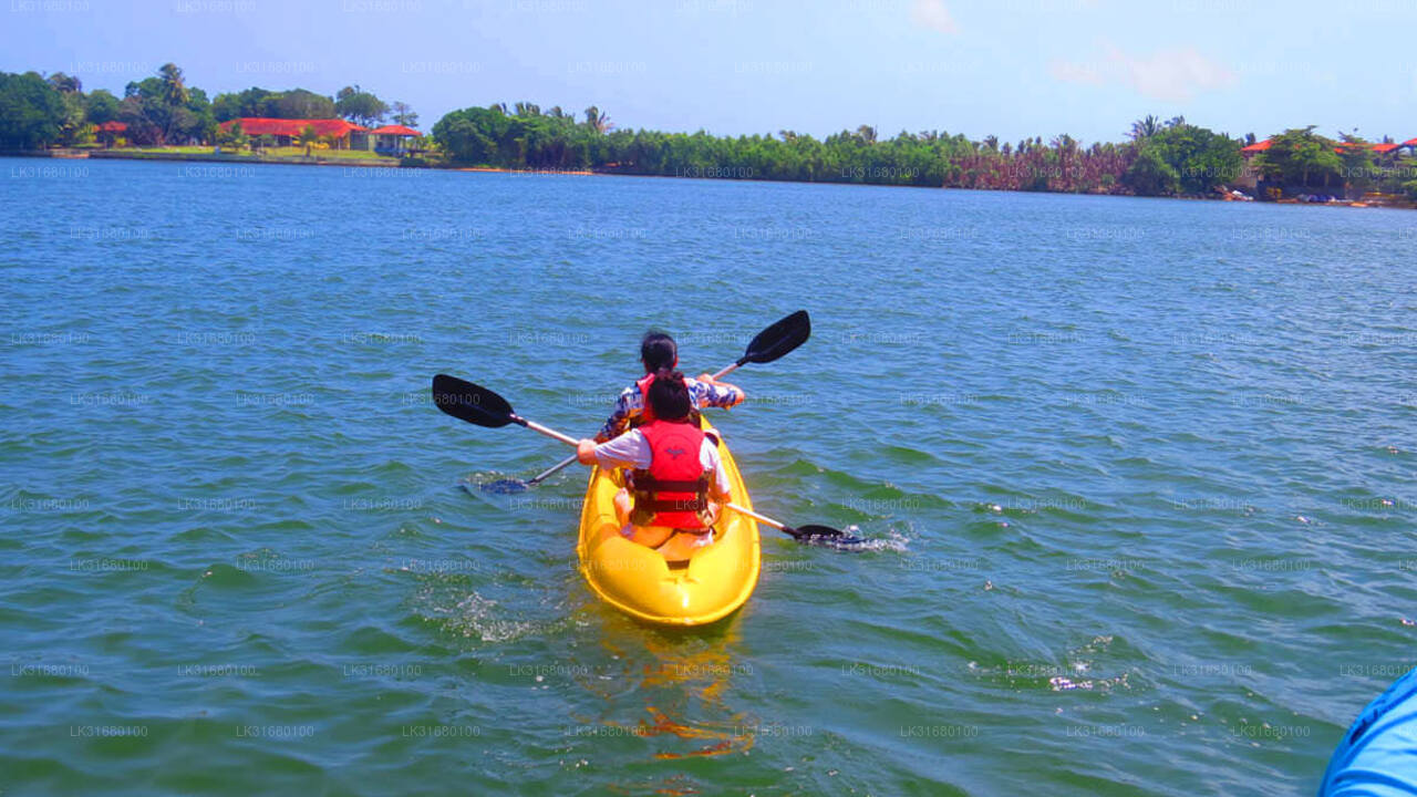 Mangrove Kayaking from Bolgoda Lake