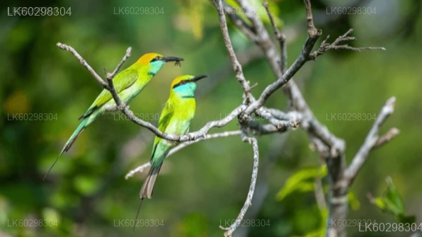 Adisham Bungalow And Thangamale Bird Sanctuary from Haputale