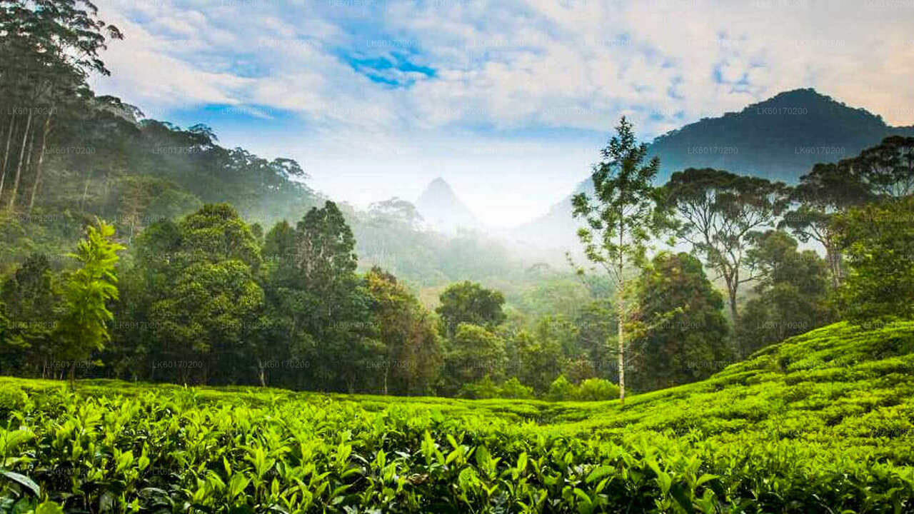 Nuwara Eliya Highlands from Kandy City