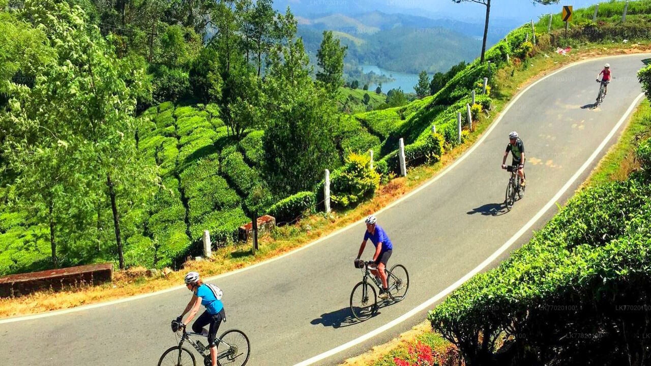 Tea Fields by Bicycle from Kandy City