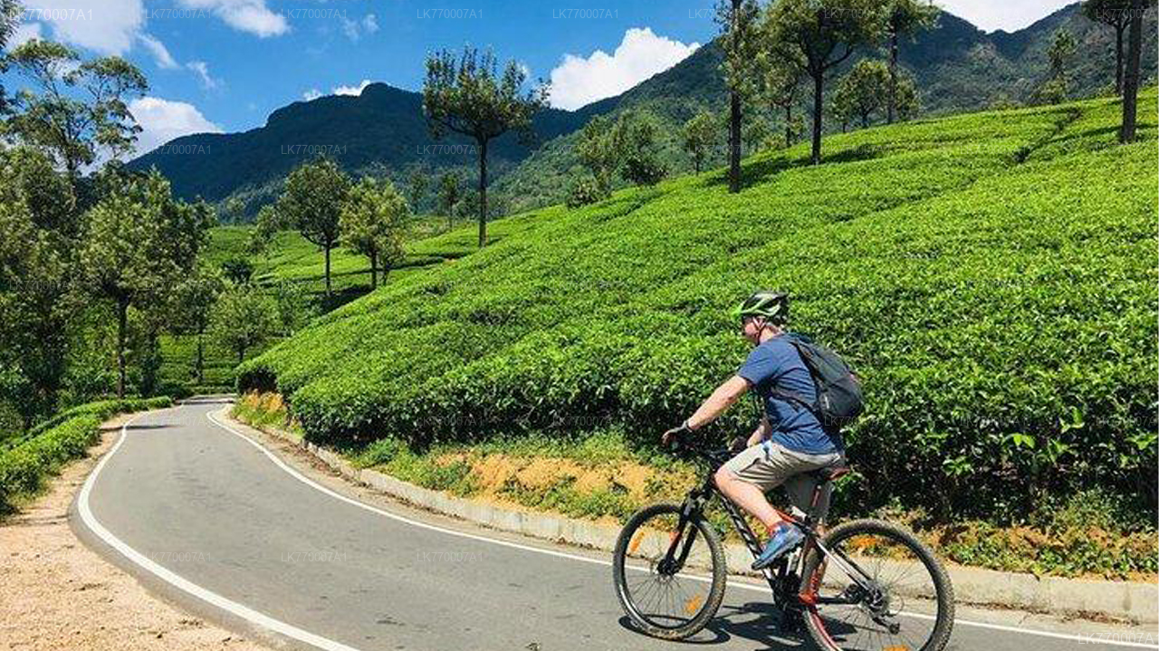 Discover Ella by Bicycle from Ella City