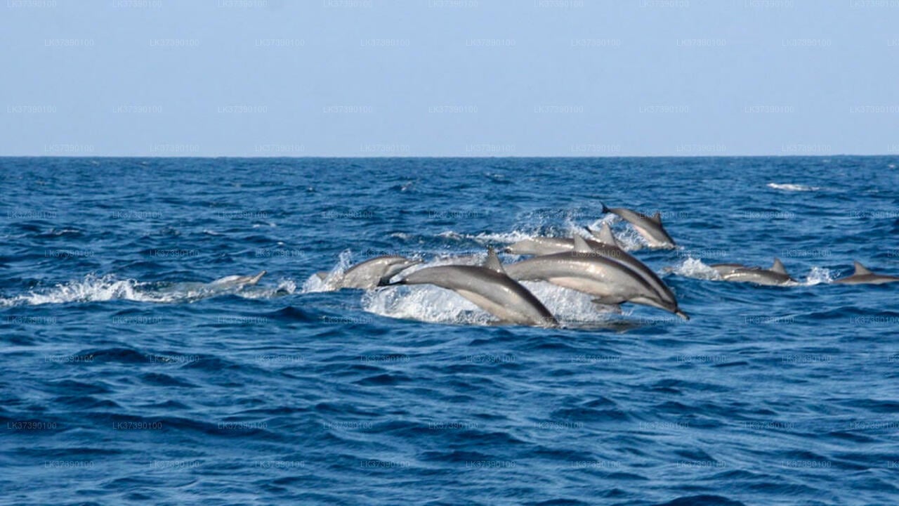 Walbeobachtung von Balapitiya aus auf gemeinsamen Boot