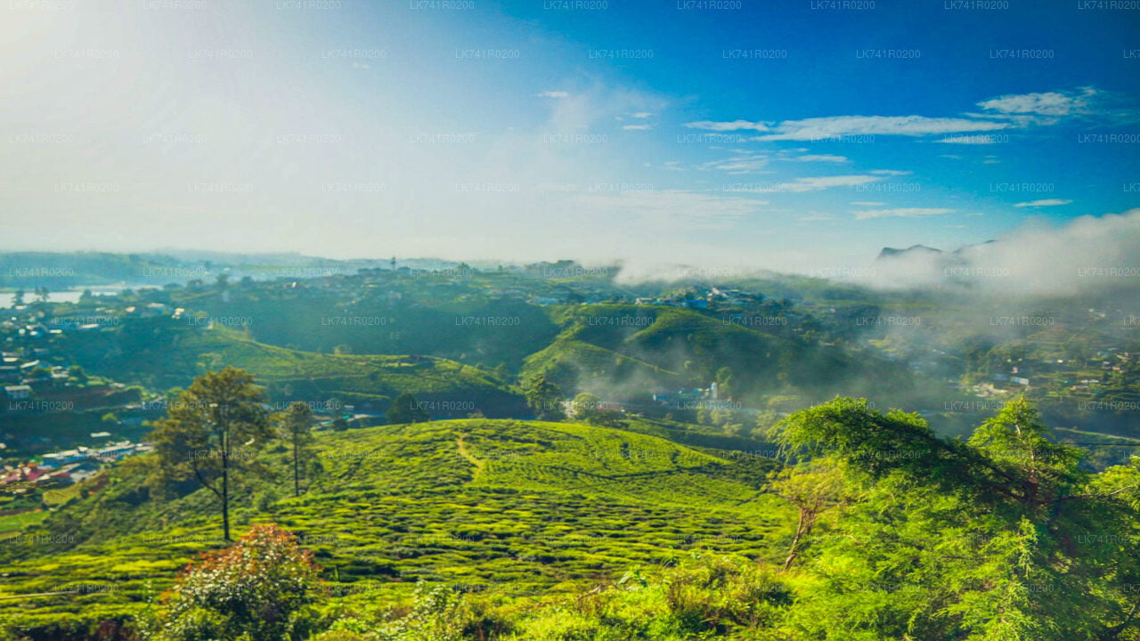 Single Tree Hill Hike from Nuwara Eliya City