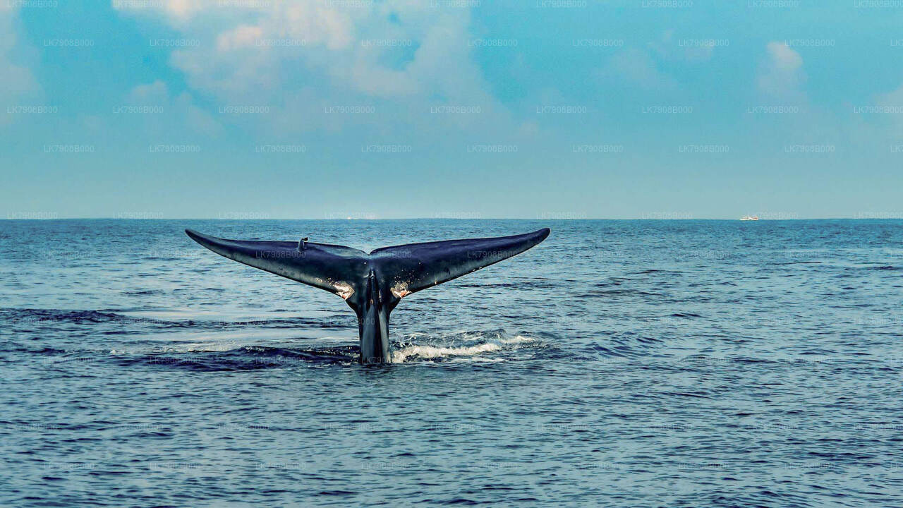 Whale Watching Cruise in Mirissa City (Private 7-Hour Tour)