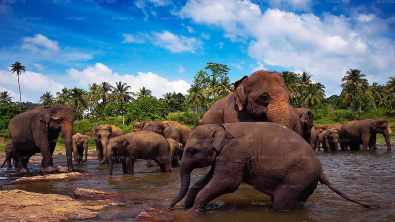 Pinnawala Elephant Orphanage from Mount Lavinia City