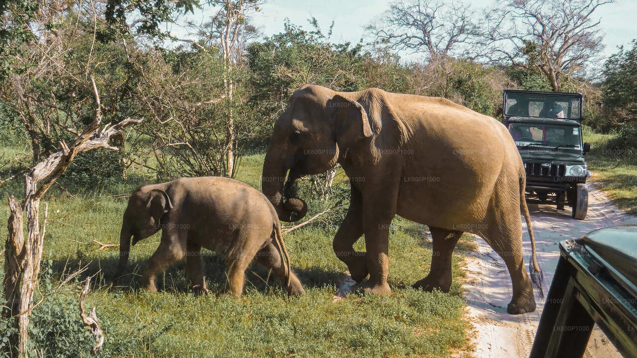 Yala National Park Safari fra Galle City
