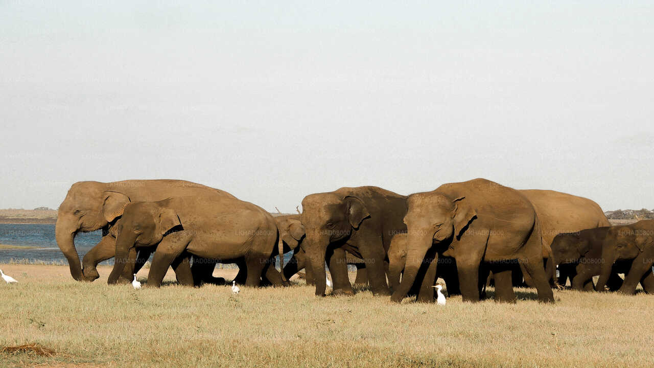 Kaudulla National Park Private Safari with Guide