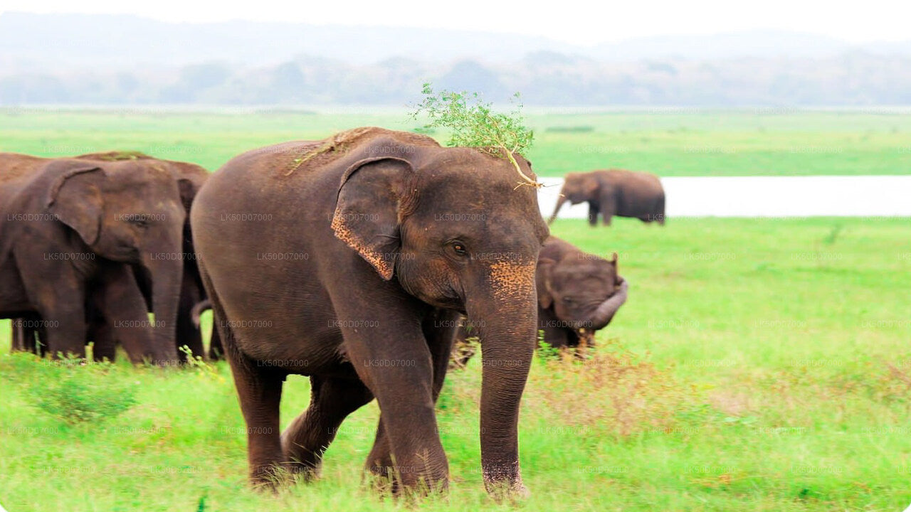 Kaudulla National Park Private Safari from Polonnaruwa City