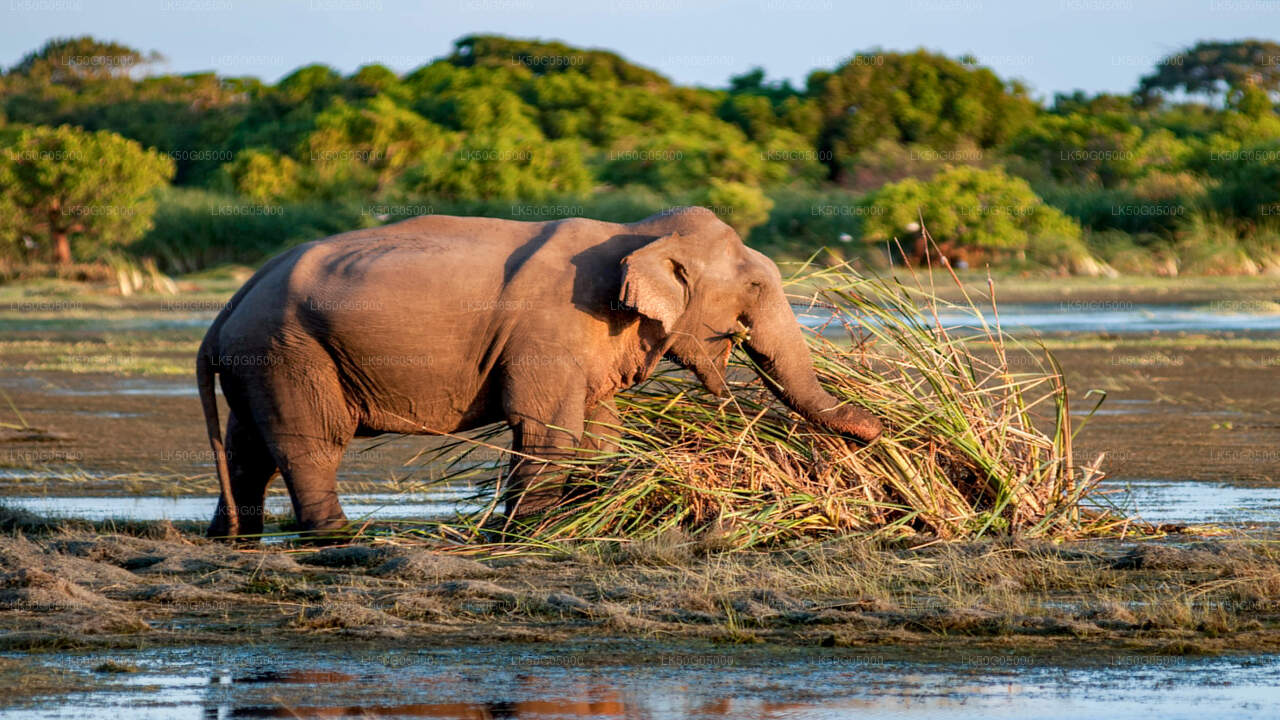 Kumana National Park Safari from Arugam Bay City