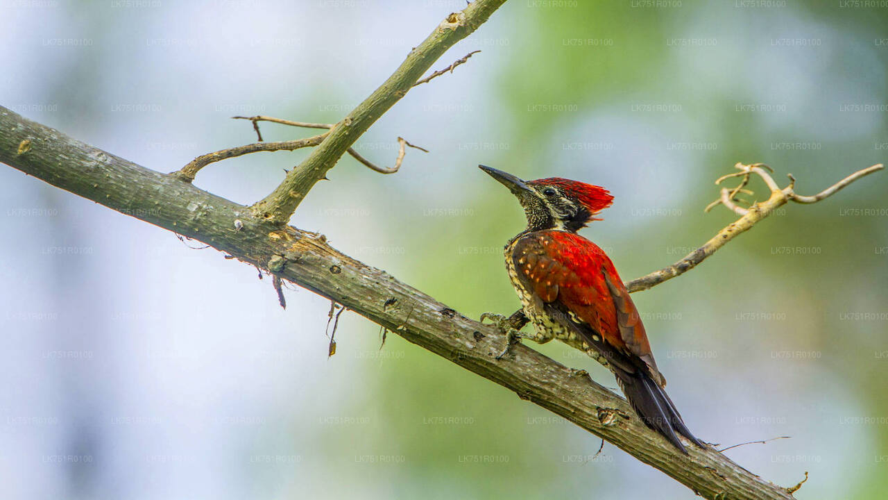 Birdwatching and Trekking from Horton Plains National Park