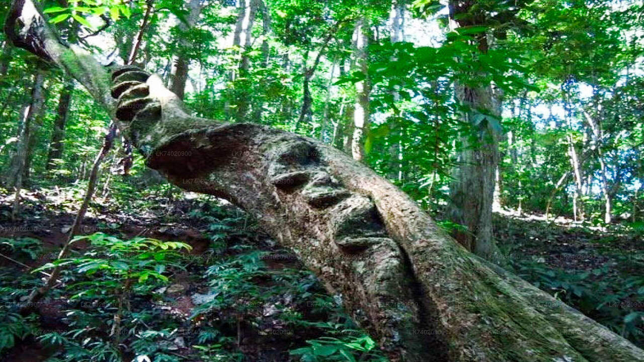 Udawattakele Forest Reserve Hike from Kandy City
