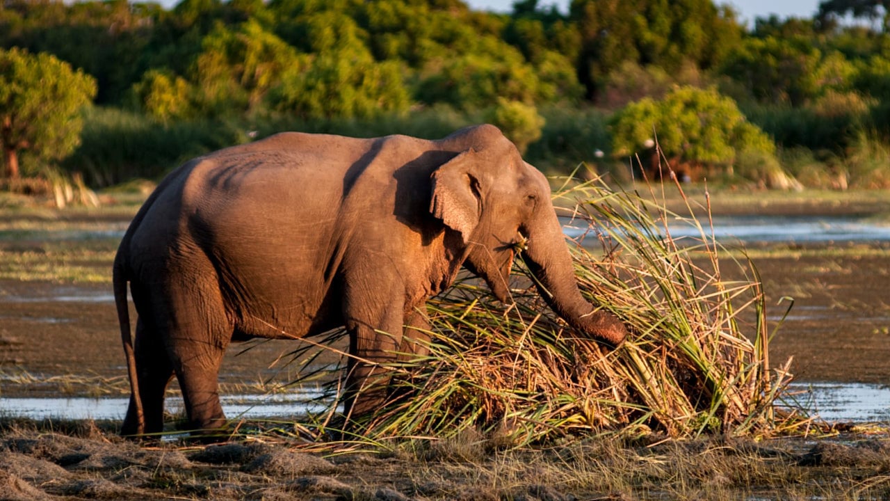Kumana National Park Eintrittskarten