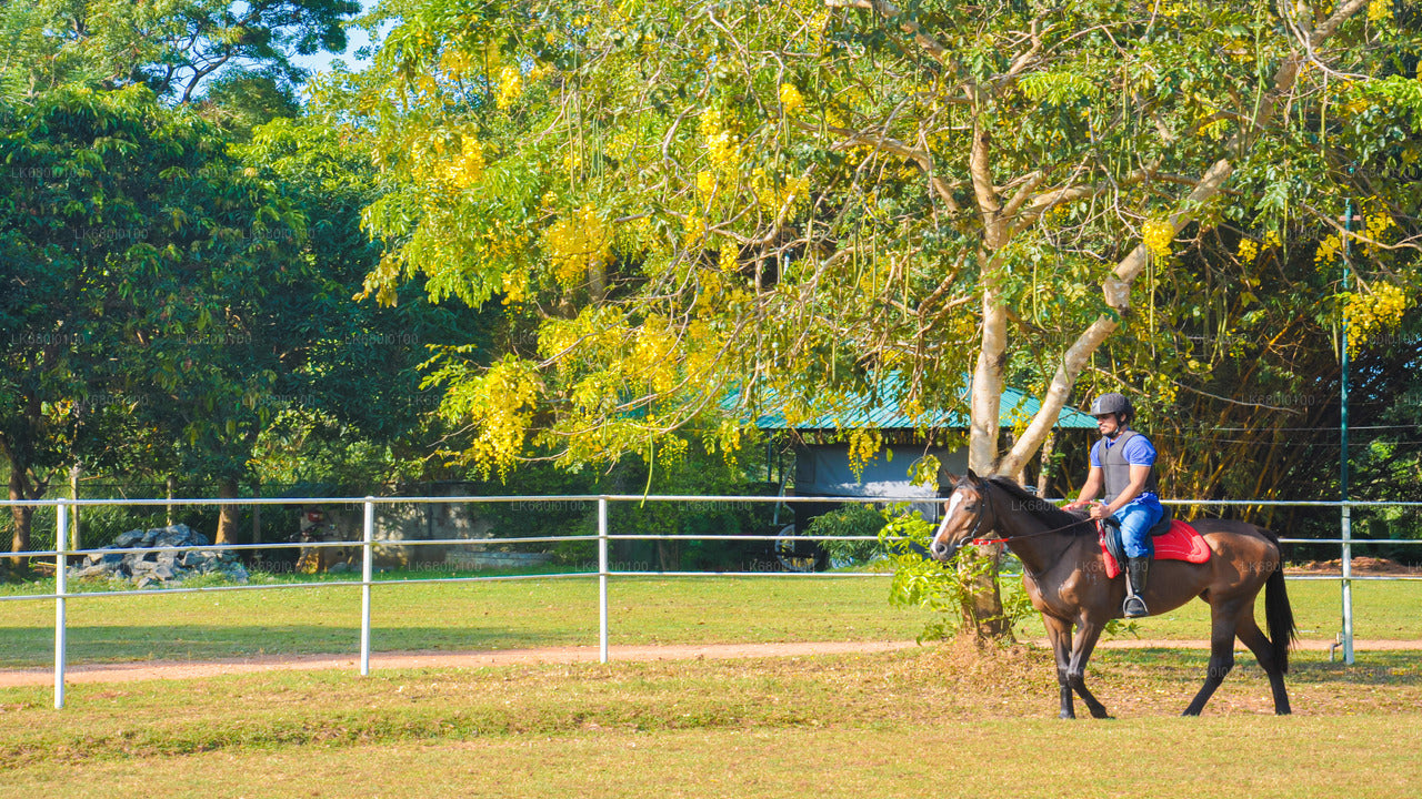 Horse Riding for Beginners from Dambulla City