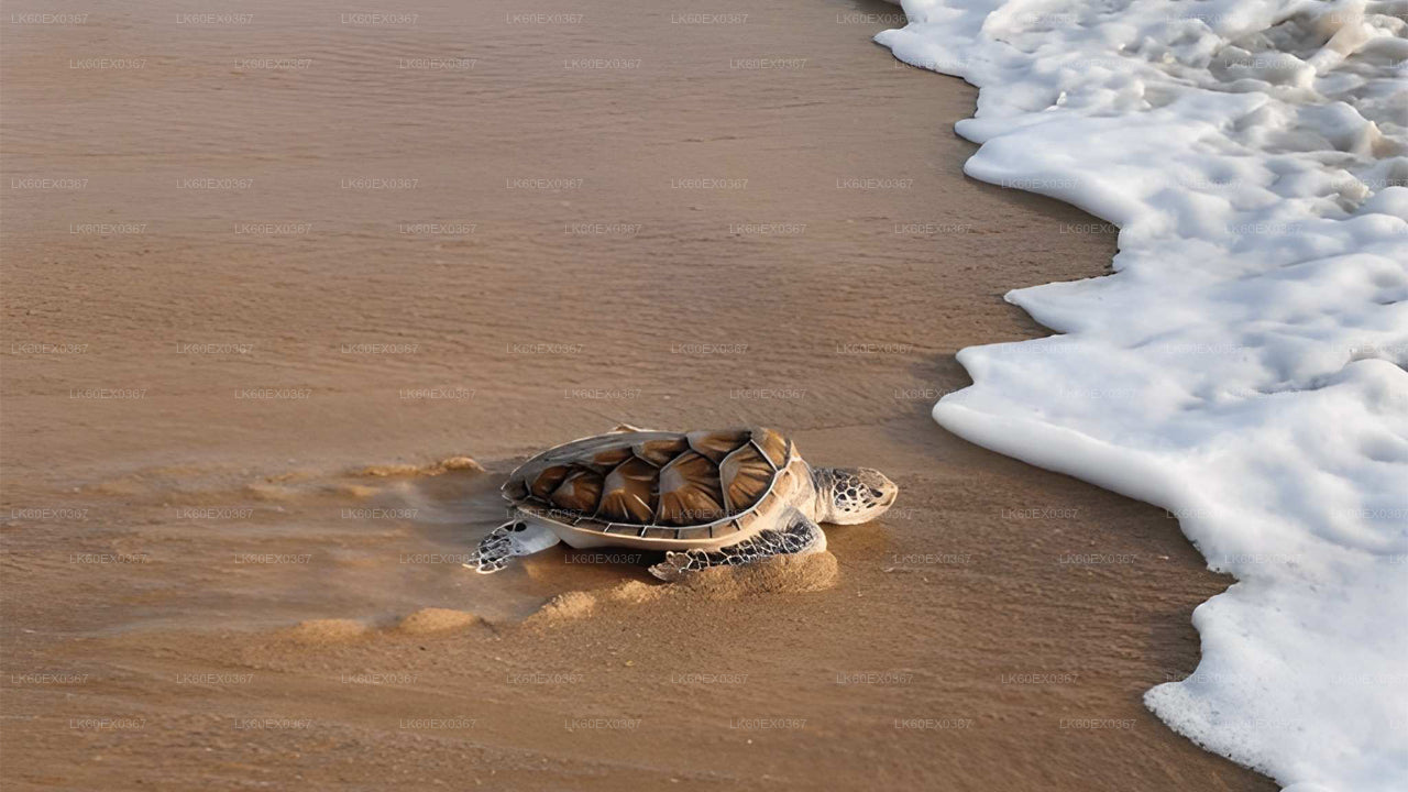 Baby Turtle Release from Bentota City