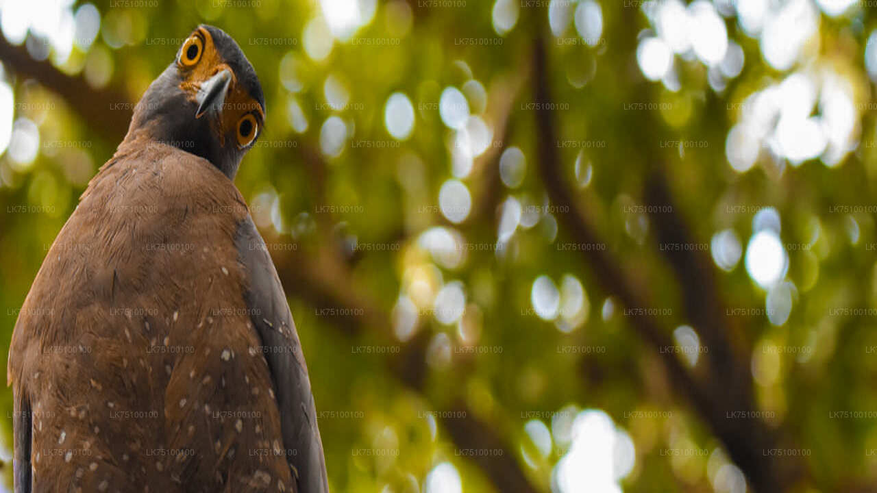 Birdwatching from Kitulgala City