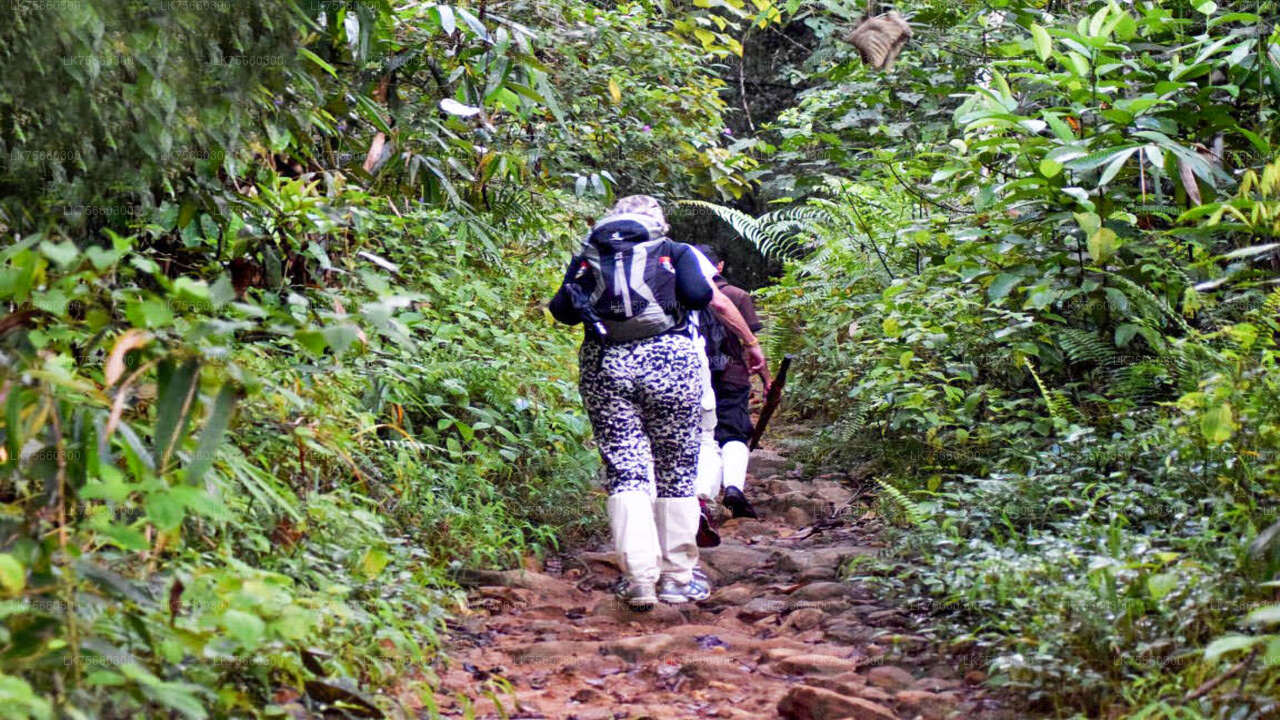Birdwatching at Kitulgala from Mount Lavinia City