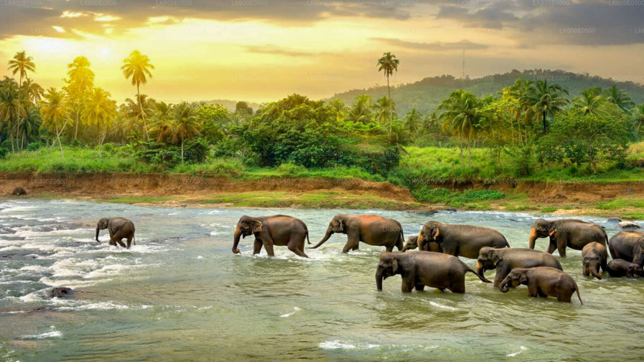 Pinnawala Elephant Orphanage from Beruwala City