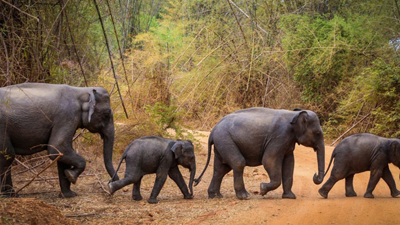 Wasgamuwa National Park Safari from Kandy City