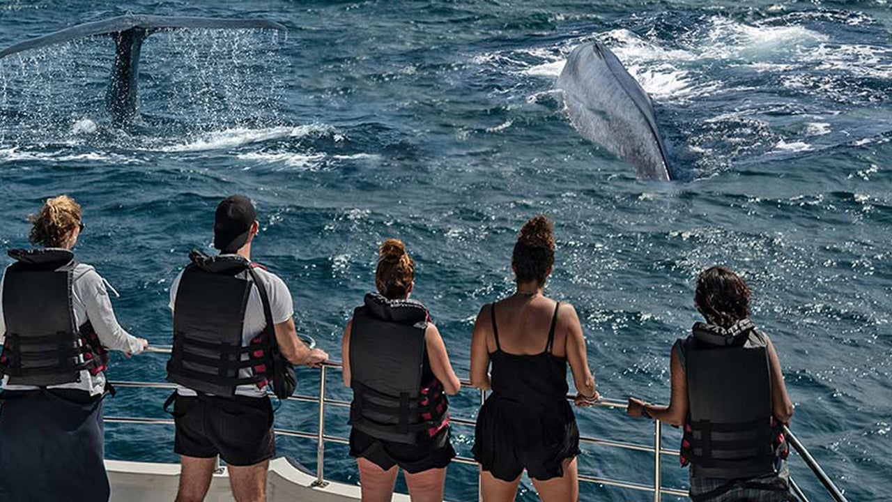 Whale Watching by Shared Boat from Galle City