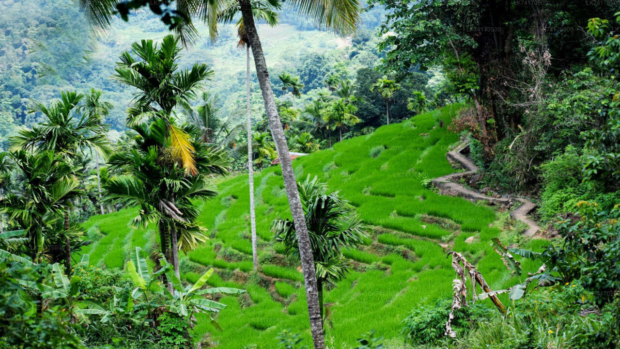 Trekking to Heeloya Village from Kandy City