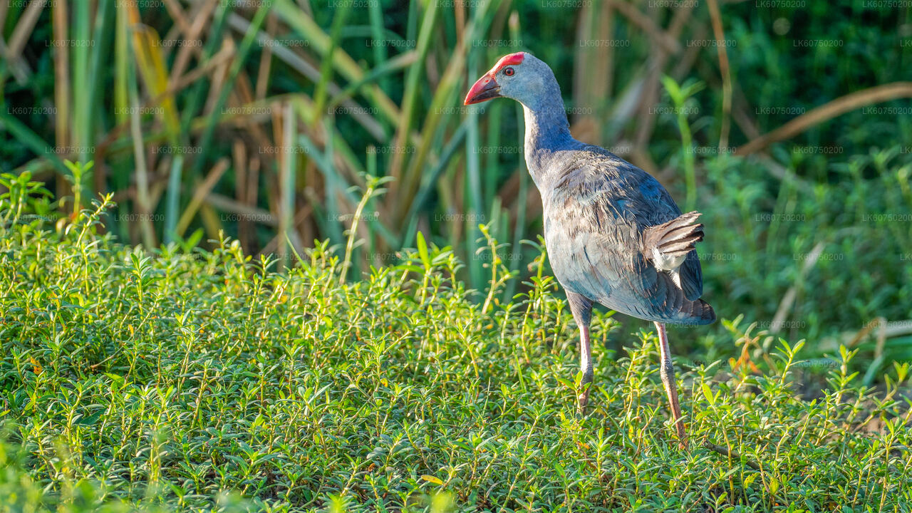 Bundala National Park Safari from Mattala City