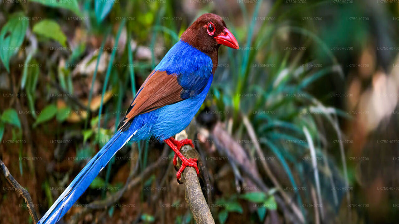Birdwatching at Anawilundawa Sanctuary from Colombo City