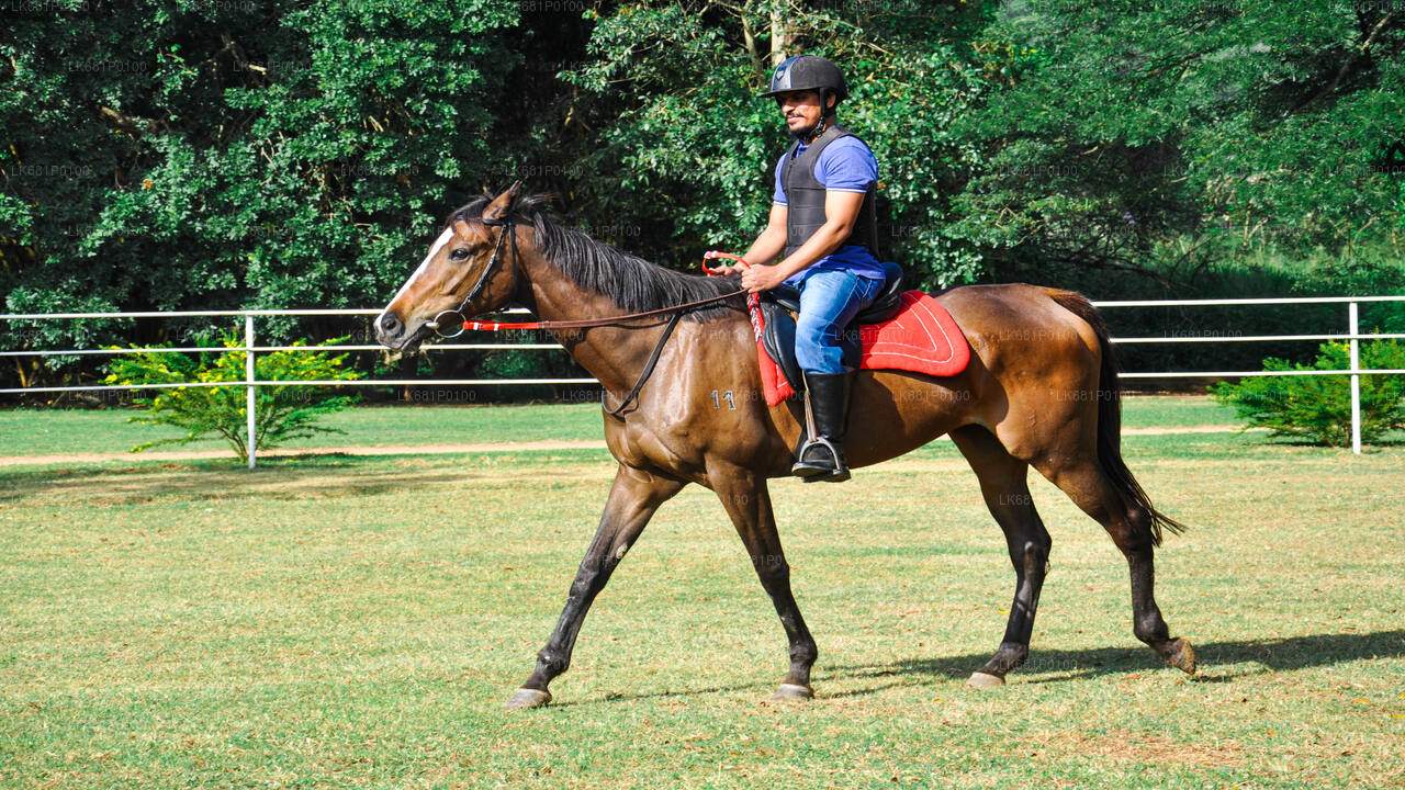 Horse Riding for Beginners from Negombo City