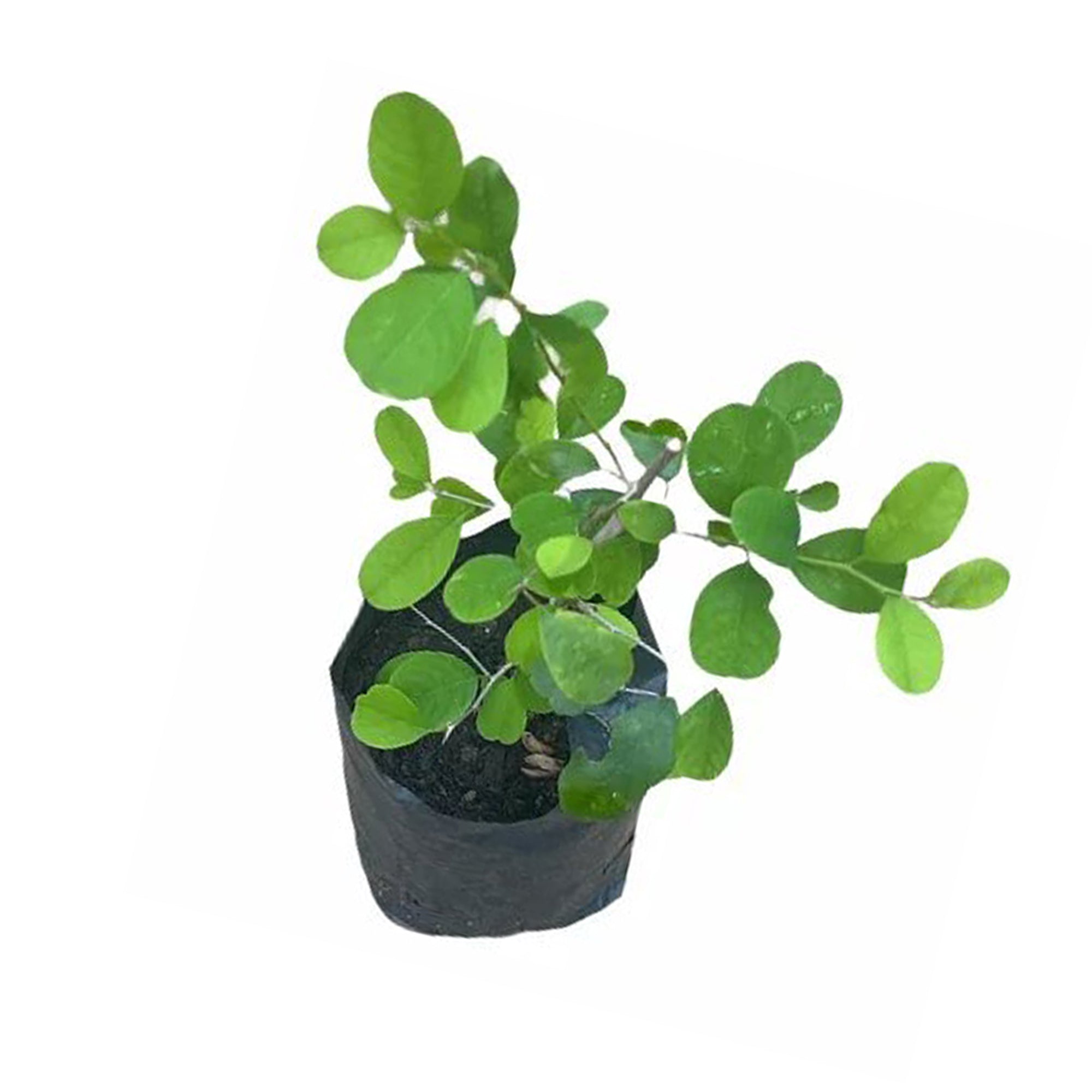 Lakpura® Katupila Plant