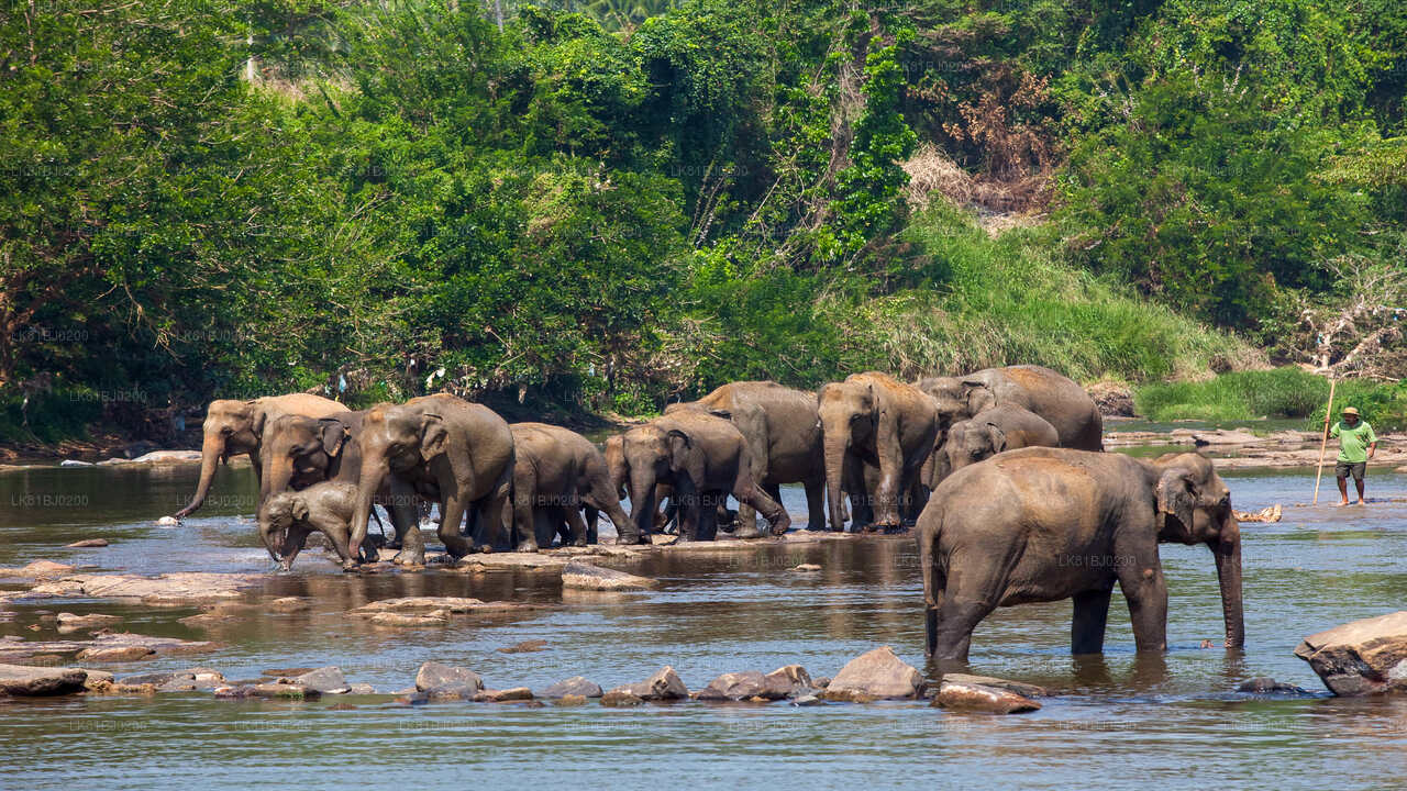 Pinnawala Elephant Orphanage from Colombo (LKCMB) Seaport