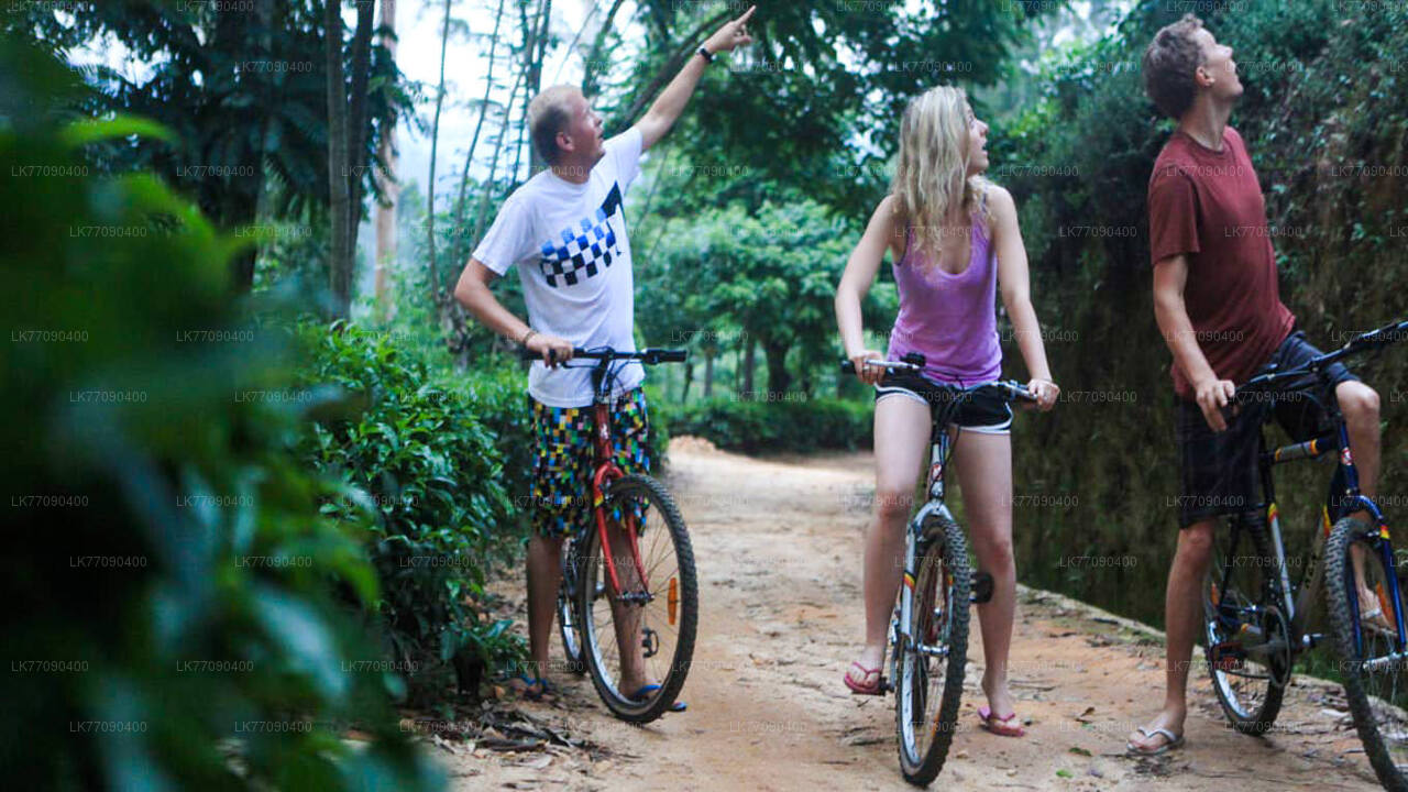 Discover Ancient Ella by Bicycle from Ella City