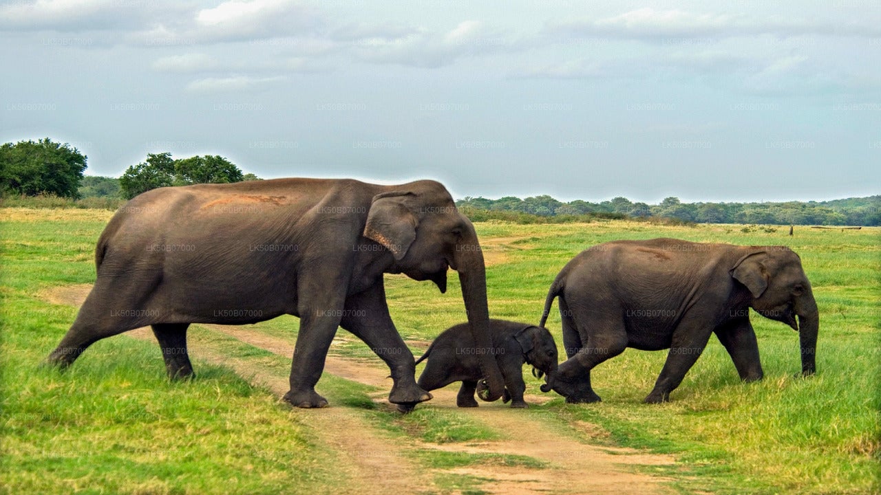 Minneriya National Park Private Safari from Polonnaruwa City