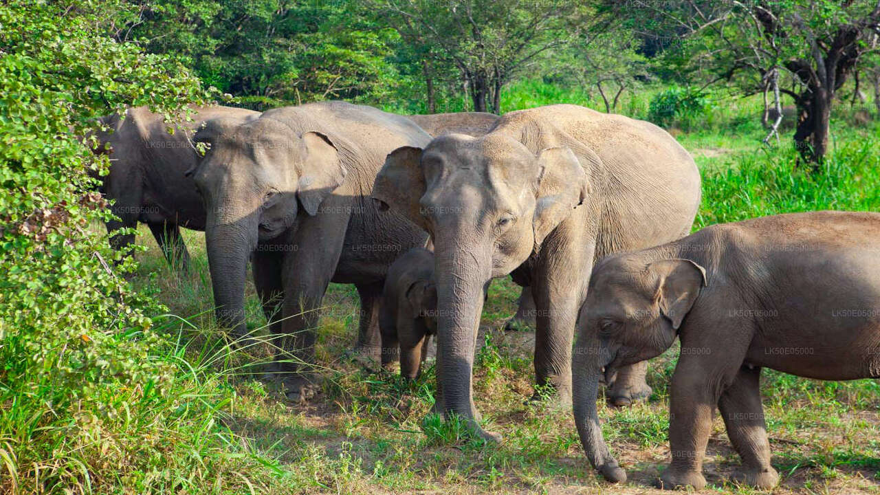 Hurulu Eco Park Private Safari from Sigiriya City