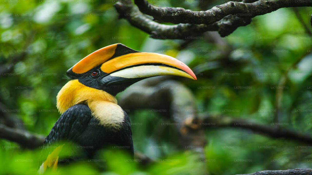 Birdwatching at Anawilundawa Sanctuary from Colombo City