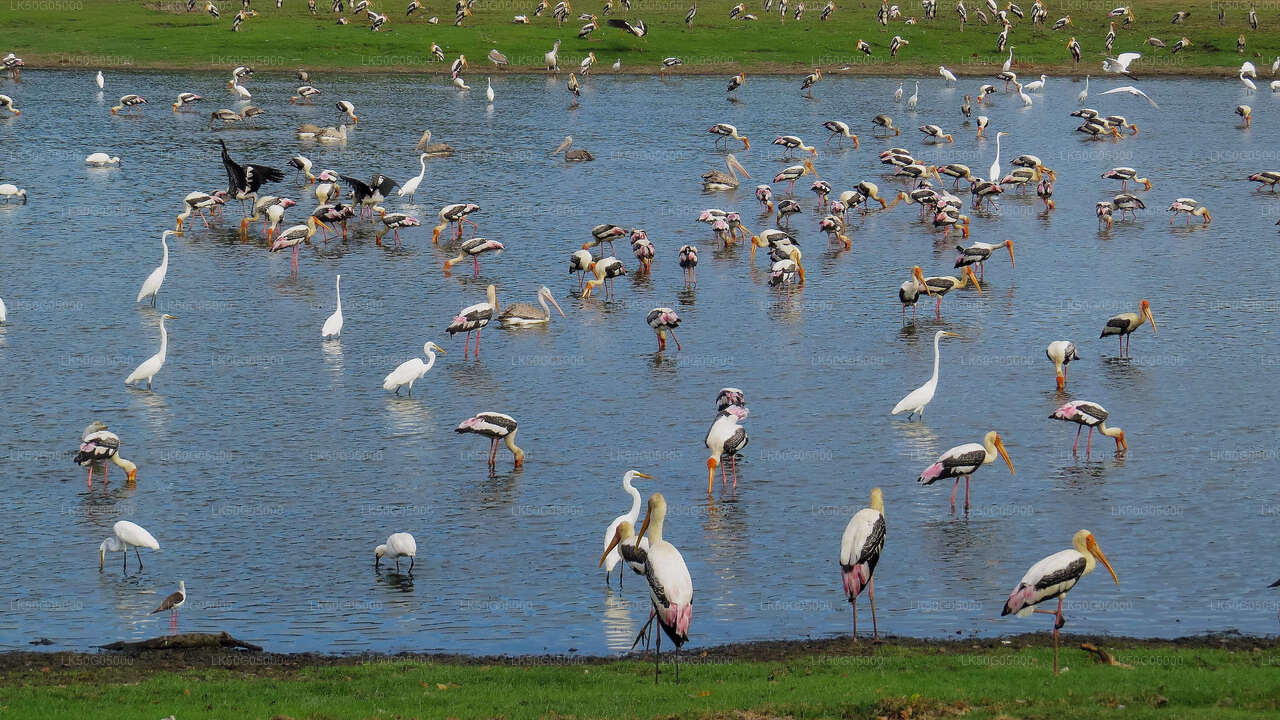 Kumana National Park Safari from Arugam Bay City
