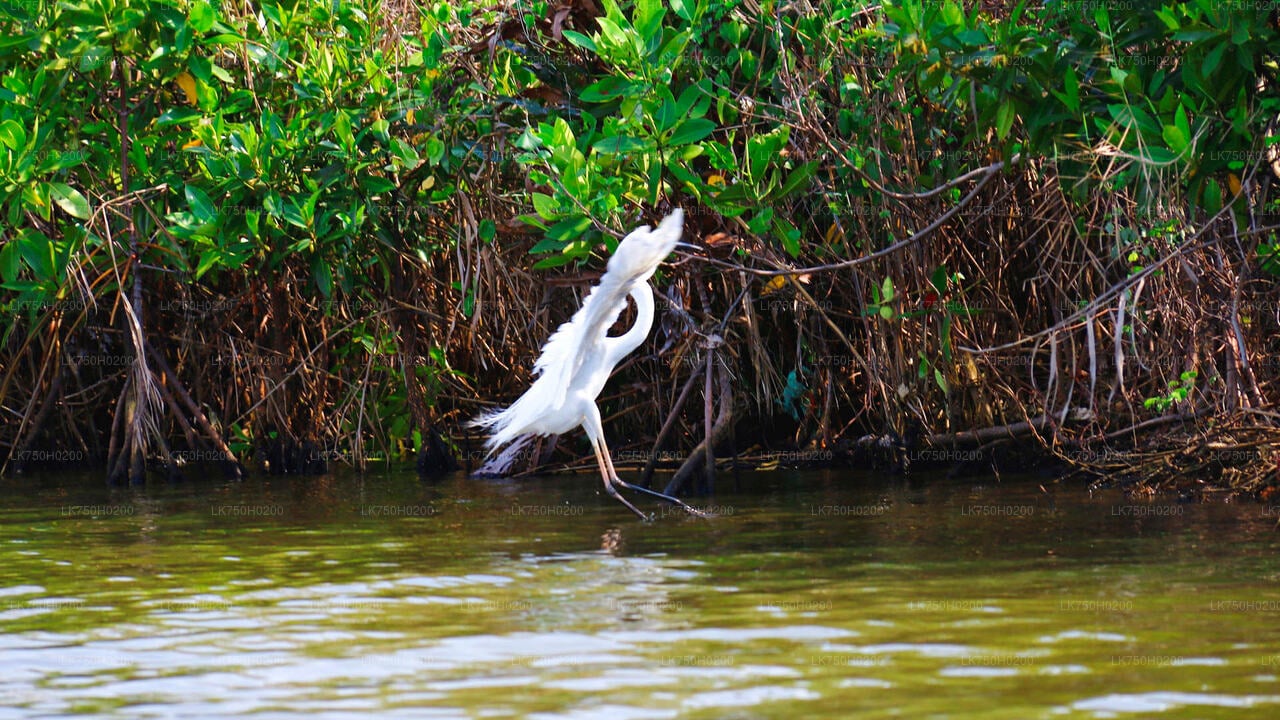 Birdwatching at Muthurajawela Marsh from Colombo City