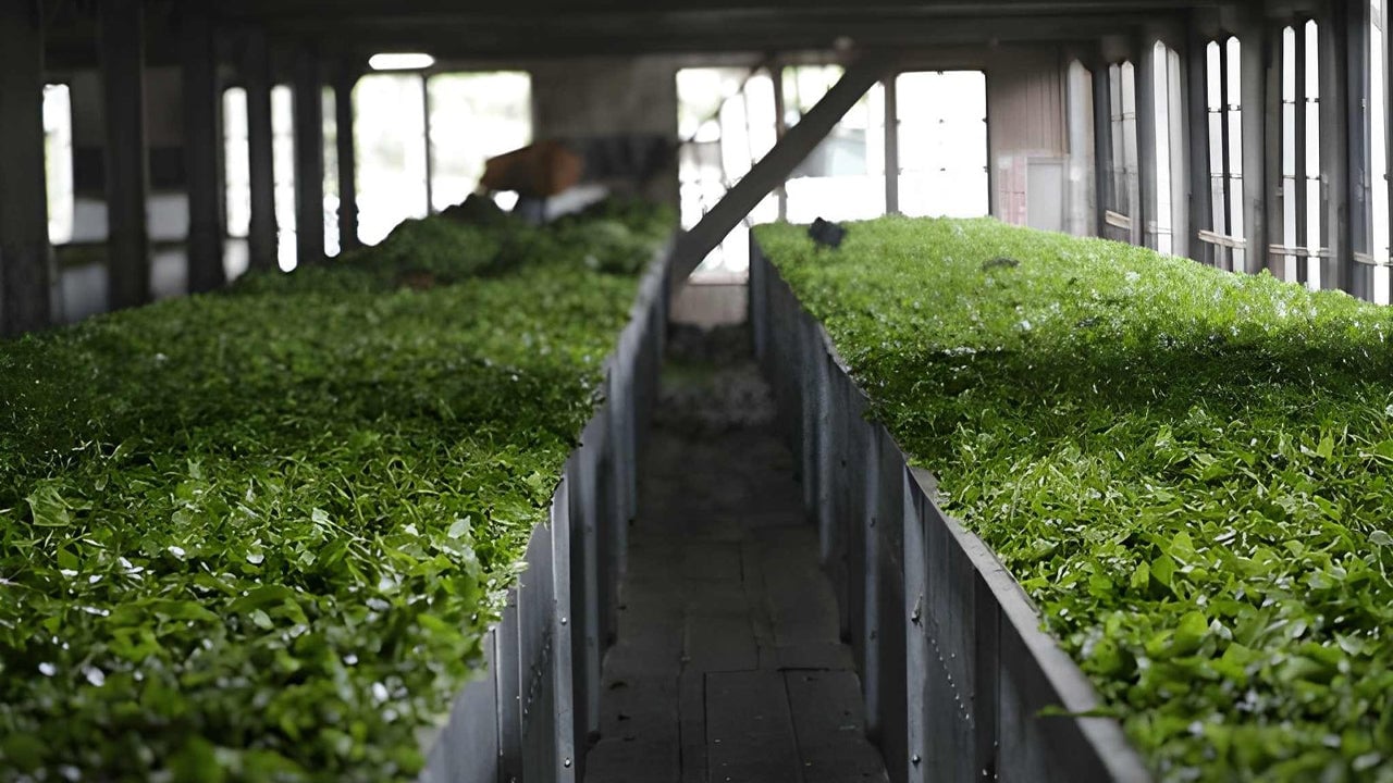 Tea Factory Tour from Nuwara Eliya