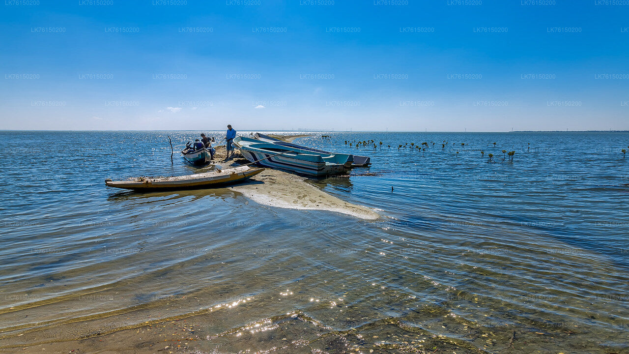 Mangrove Forest Boat Tour from Kalpitiya City