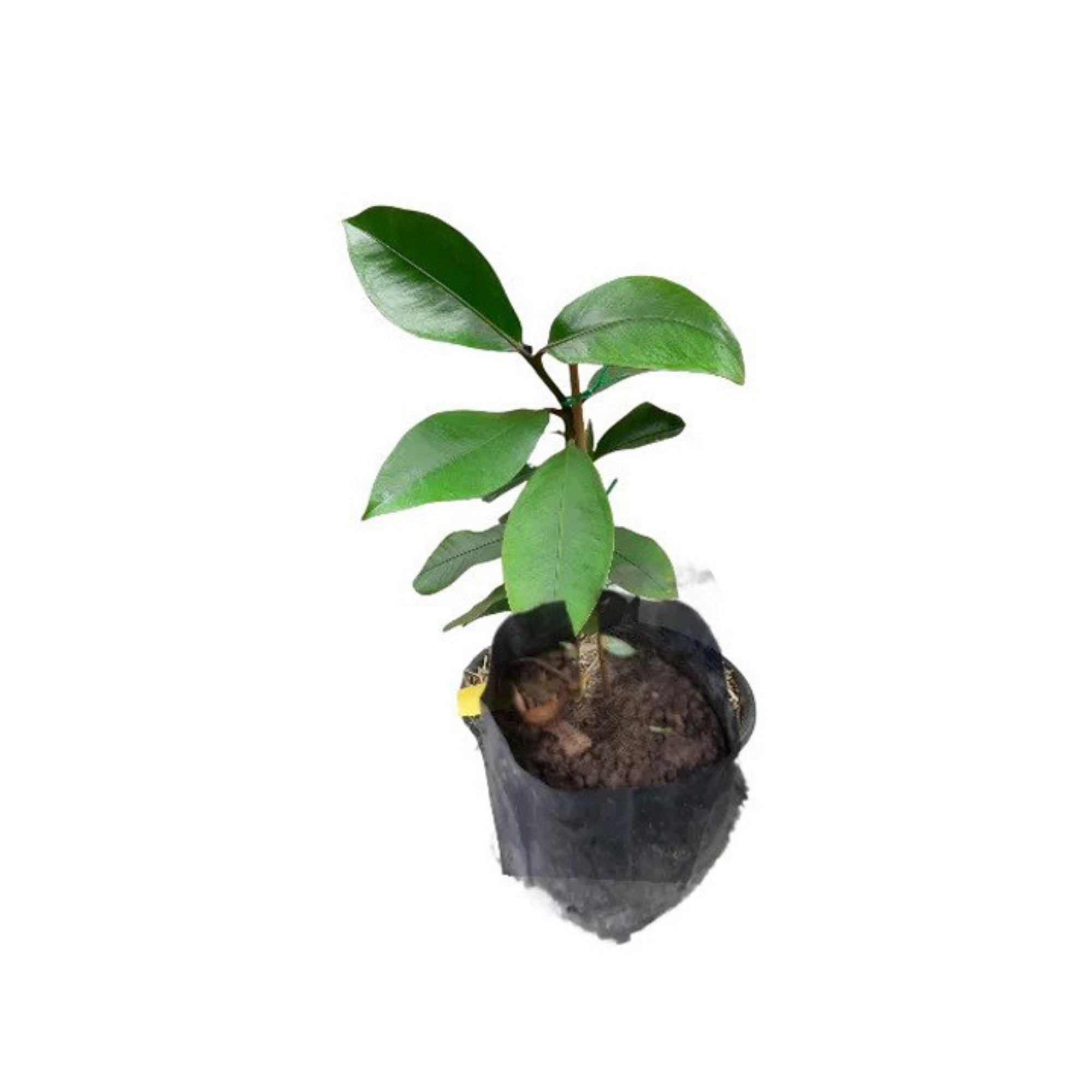 Lakpura® Mangosteen (Mangus) Plant
