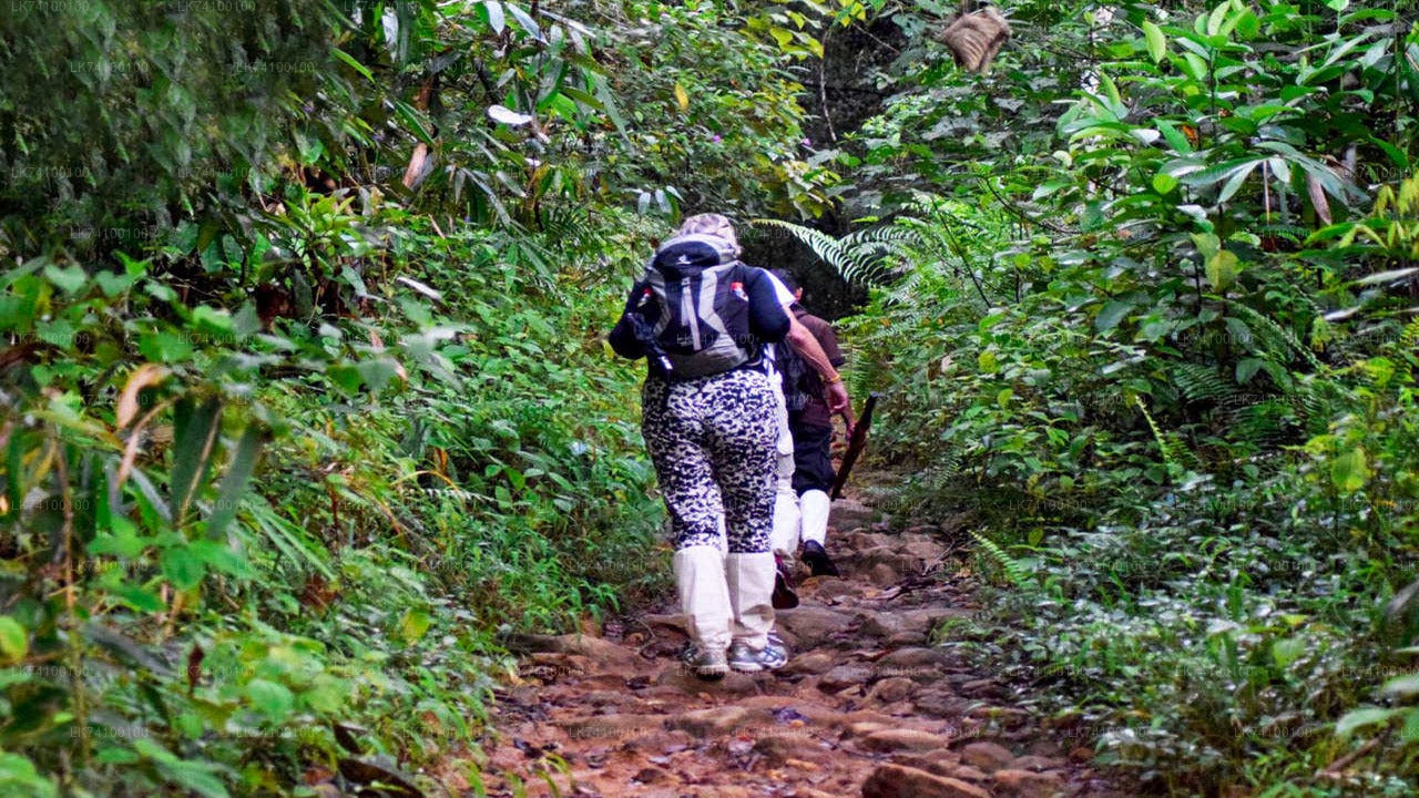 Rainforest Trekking from Kitulgala City