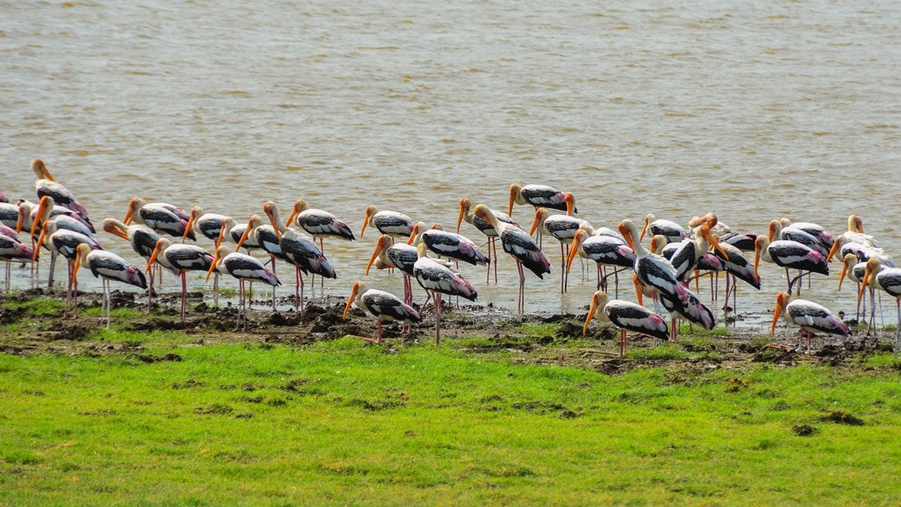 Minneriya National Park Entrance Tickets