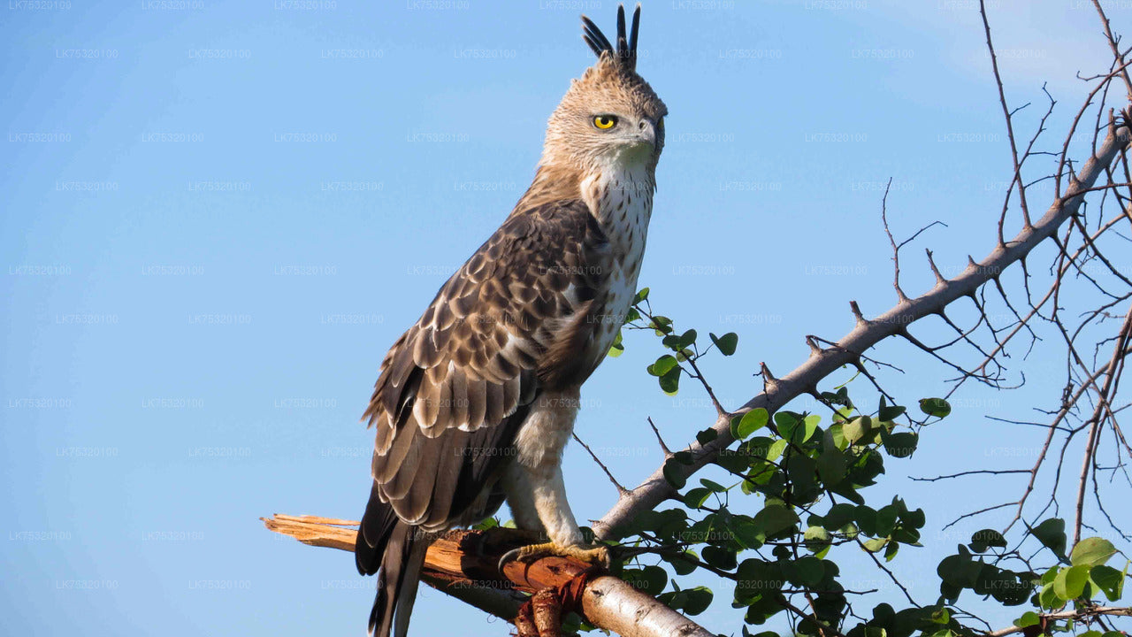 Birdwatching from Habarana City