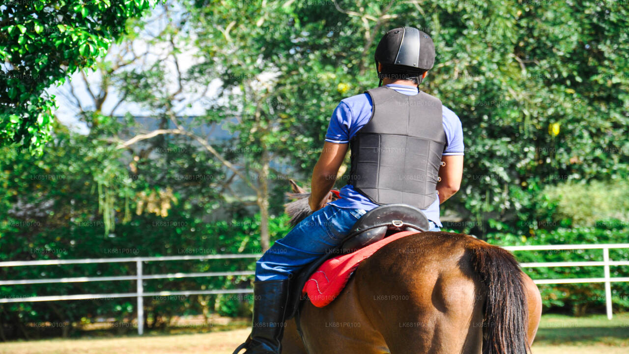 Horse Riding for Beginners from Negombo City