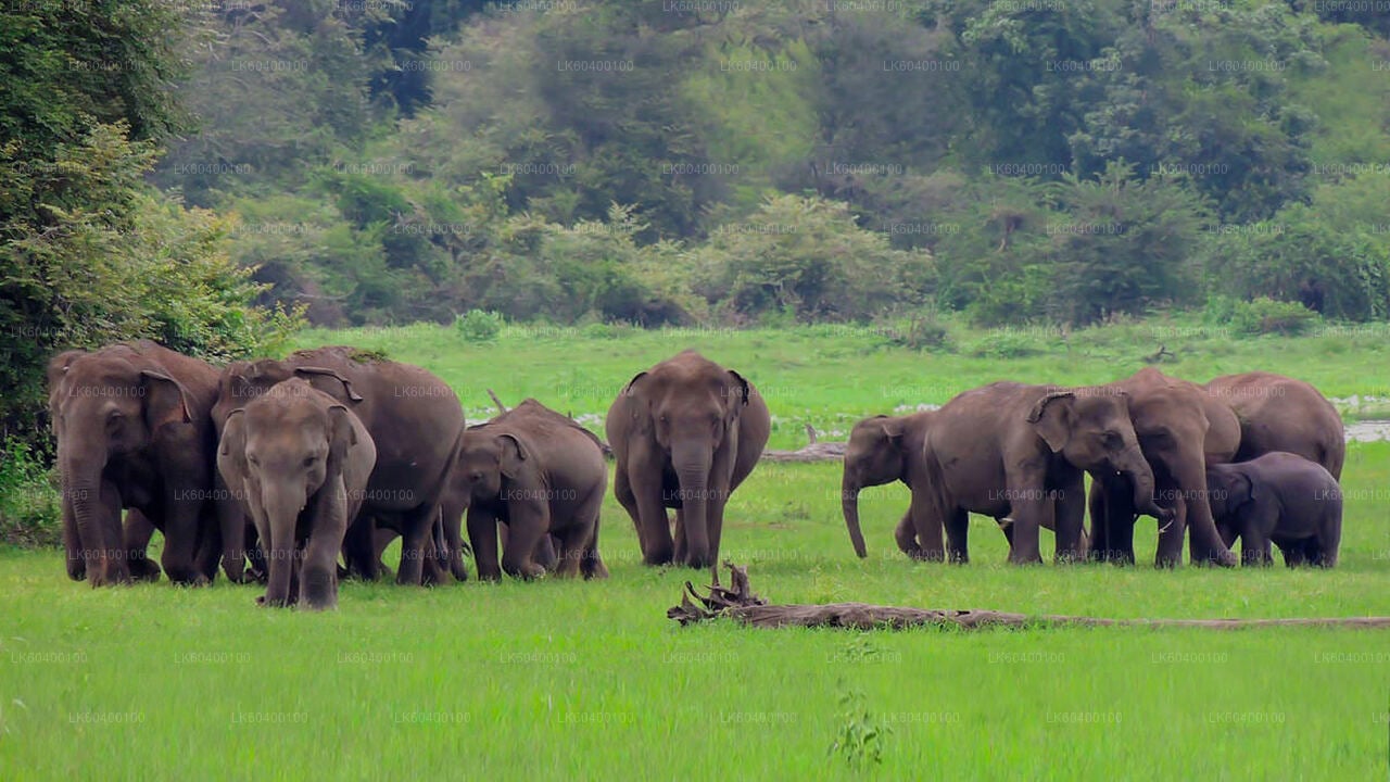 Udawalawe National Park Safari from Ahungalla City