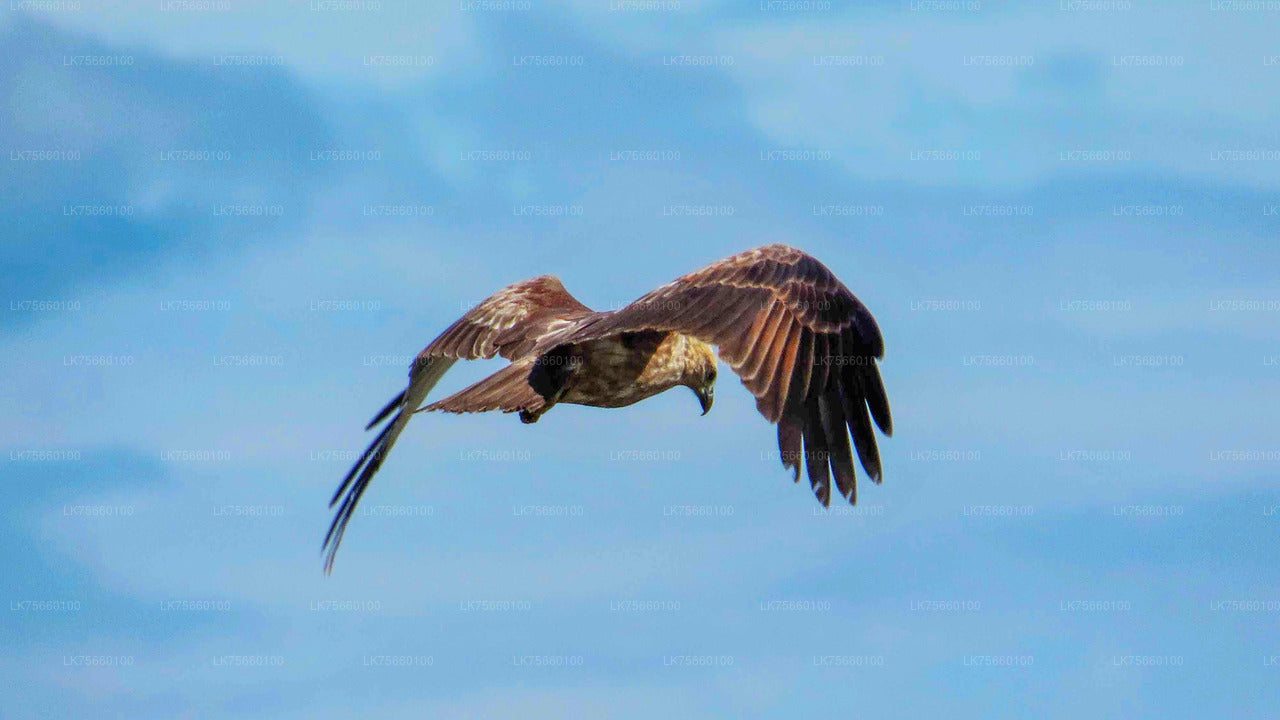 Birdwatching at Thalangama Wetlands from Colombo City