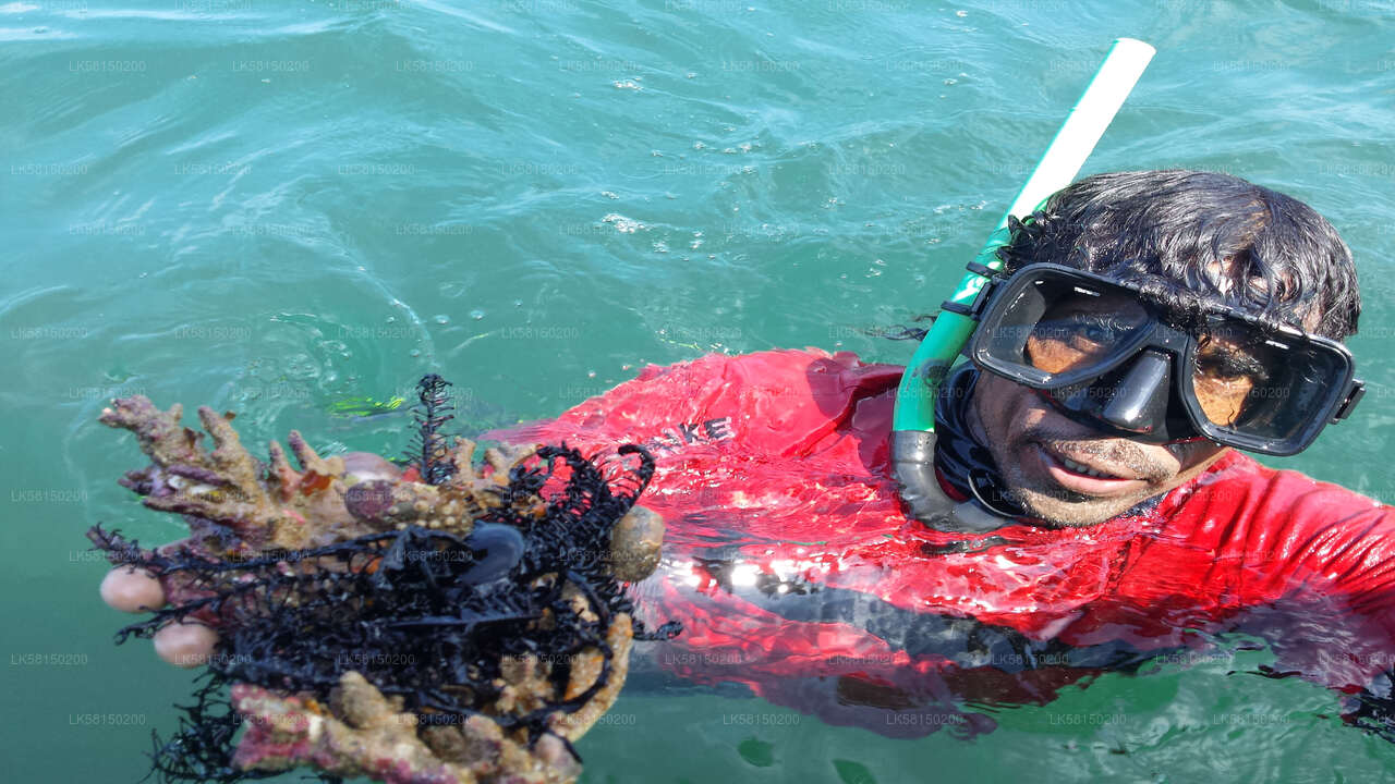 Snorkeling in Bar Reef Marine Sanctuary from Kalpitiya City