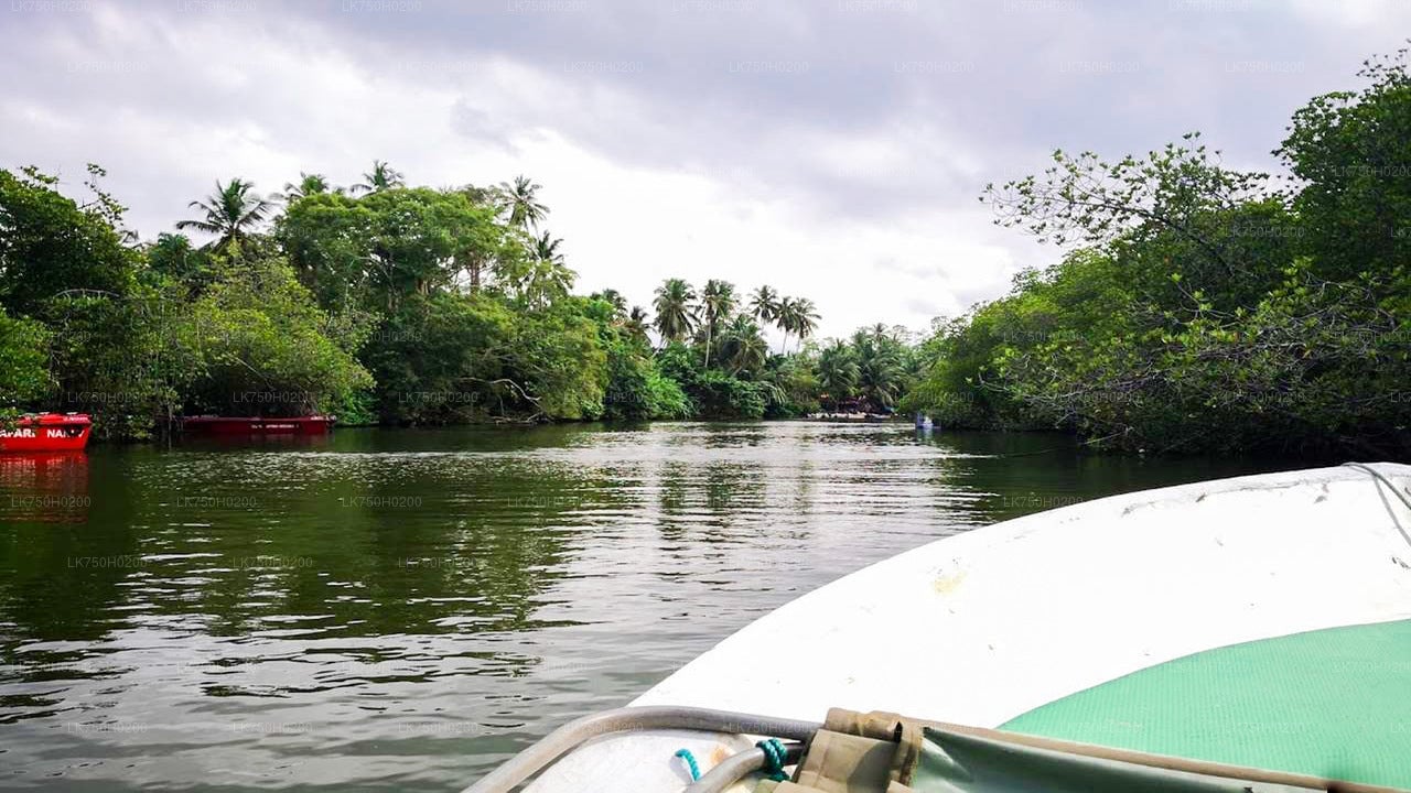 Birdwatching at Muthurajawela Marsh from Colombo City
