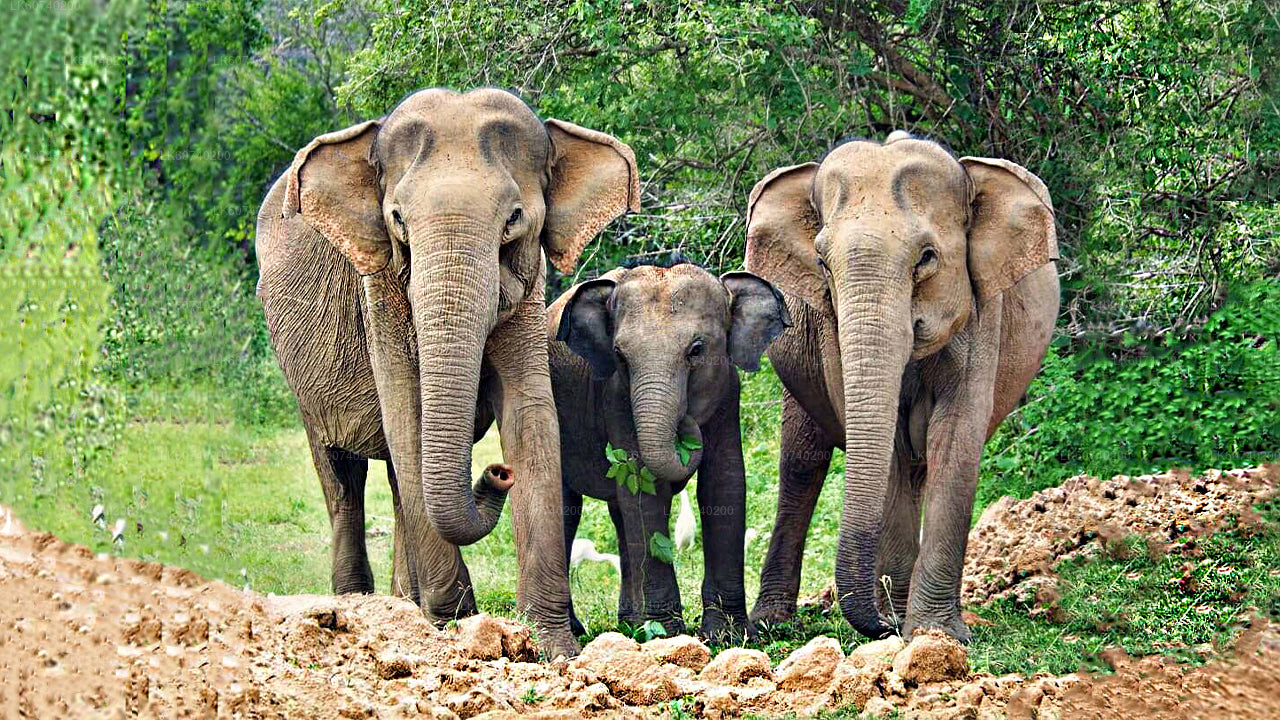 Yala National Park Safari from Ambalangoda City