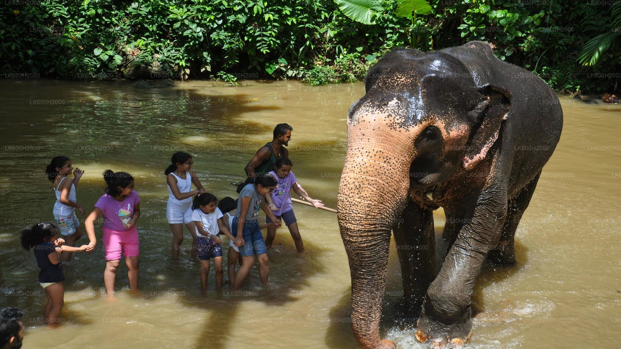 Millennium Elephant Foundation Visit from Kitulgala City