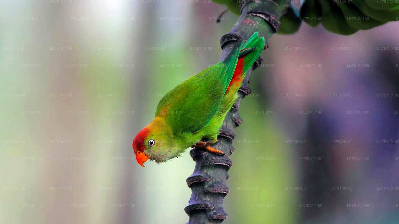 Birdwatching from Kitulgala City